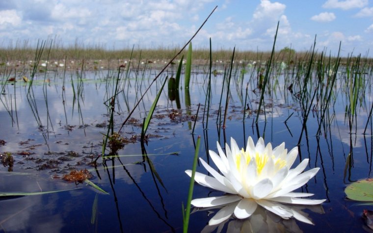 Кувшинка Болотная