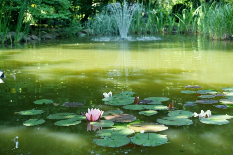 Водоем с кувшинками