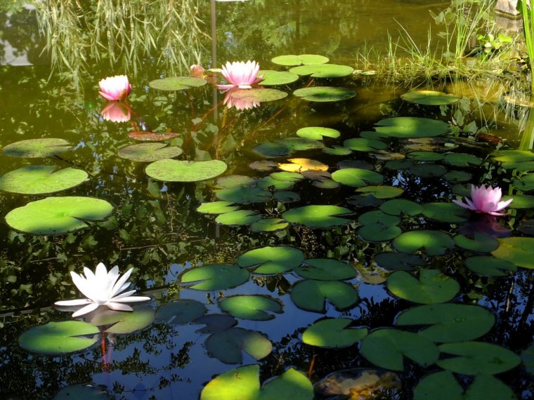 Кувшинка Болотная