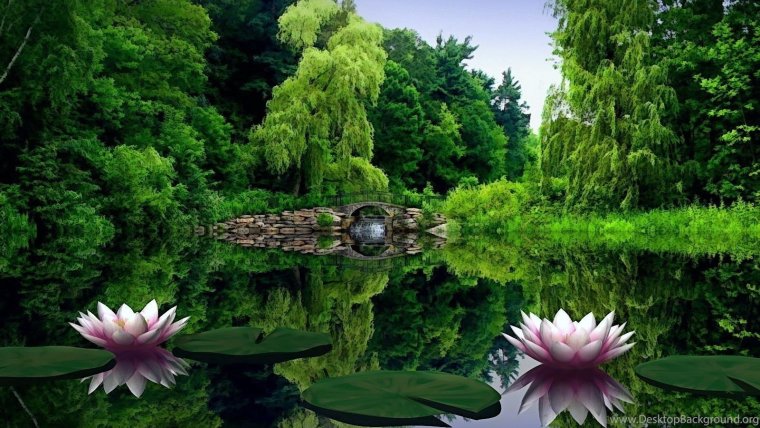 Лилии пруд мост