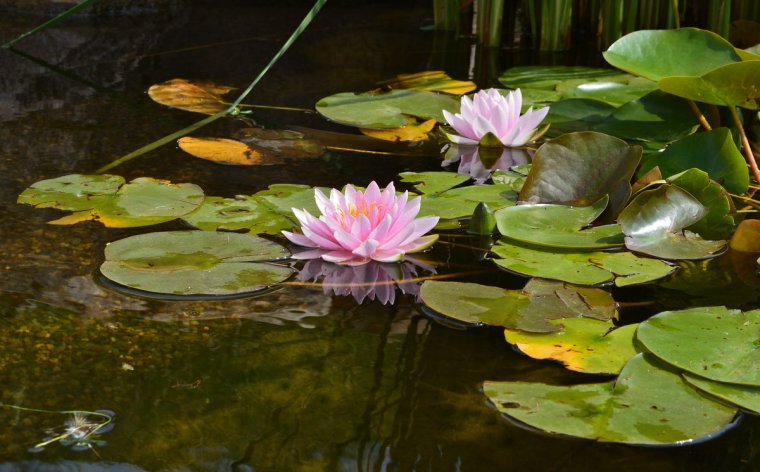 Фонтан с нимфеями