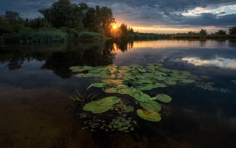 Лесное озеро с кувшинками