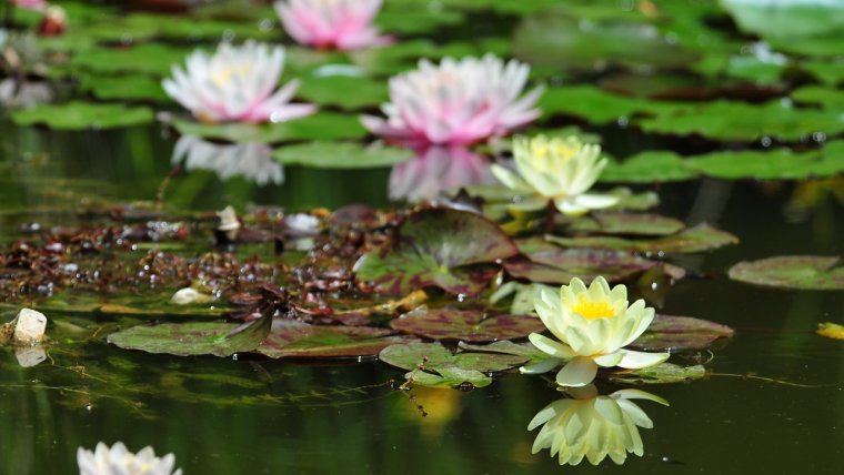 Пруд с кувшинками