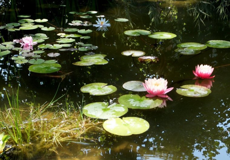 Нимфеи на озере Ленинградская область