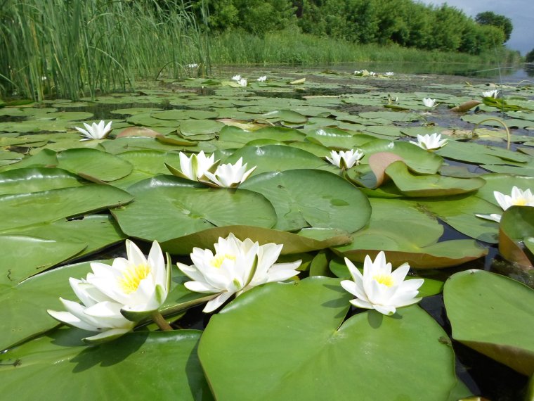 Кувшинка белая Болотная