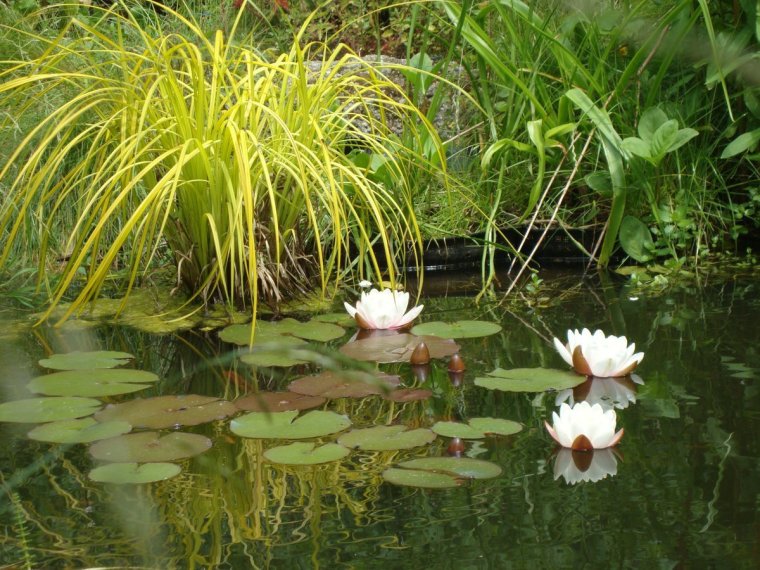 Водные и прибрежные растения