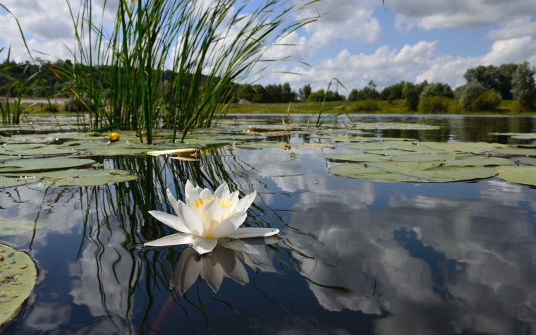 Кувшинки Пустынские озера