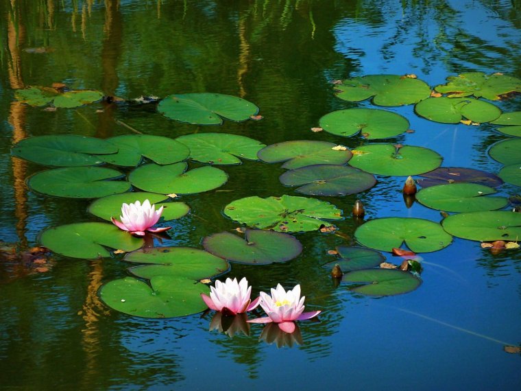 Болото с кувшинками