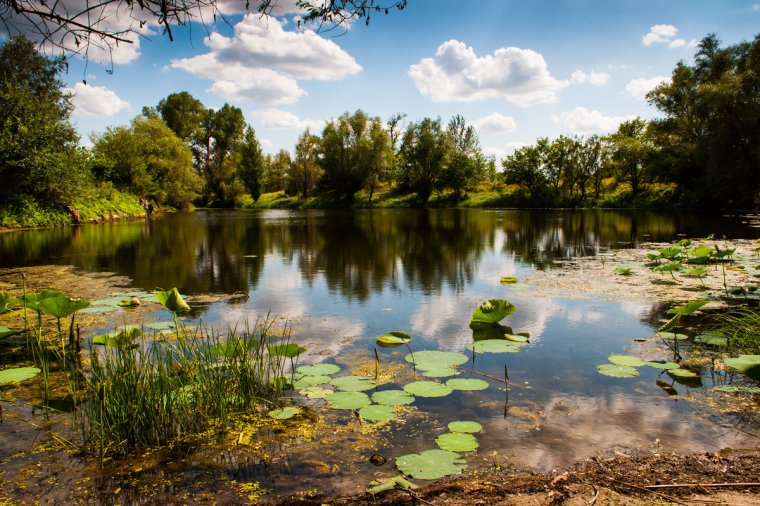 Озеро кувшинок Волгоград