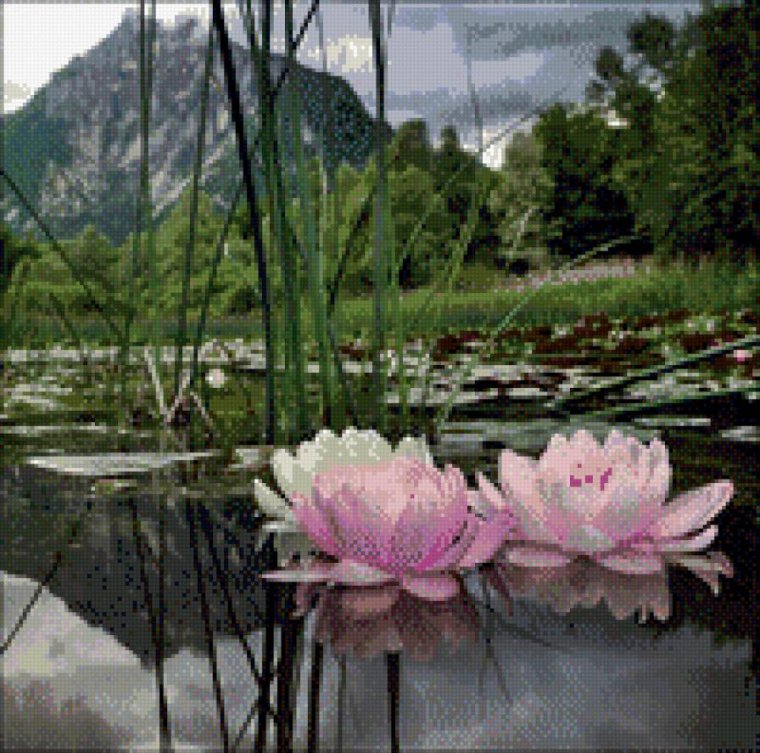 Красивое озеро с кувшинками