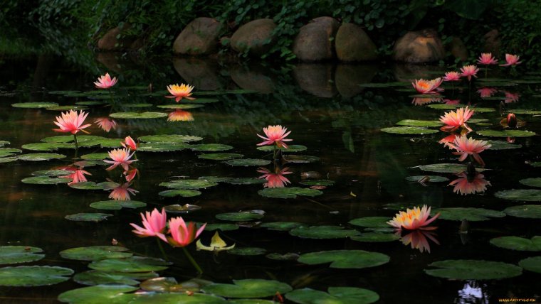 Красивое озеро с кувшинками