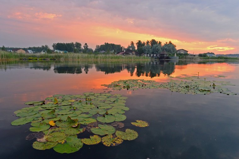Озере Селигер Лотос