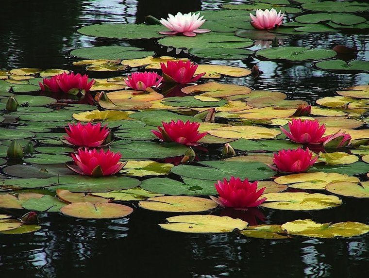 Воронцовский парк кувшинки