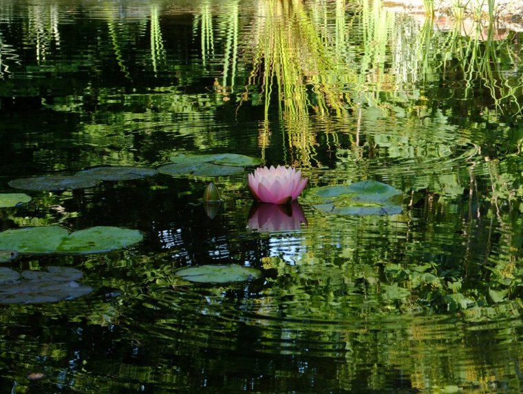 Пруд с кувшинками