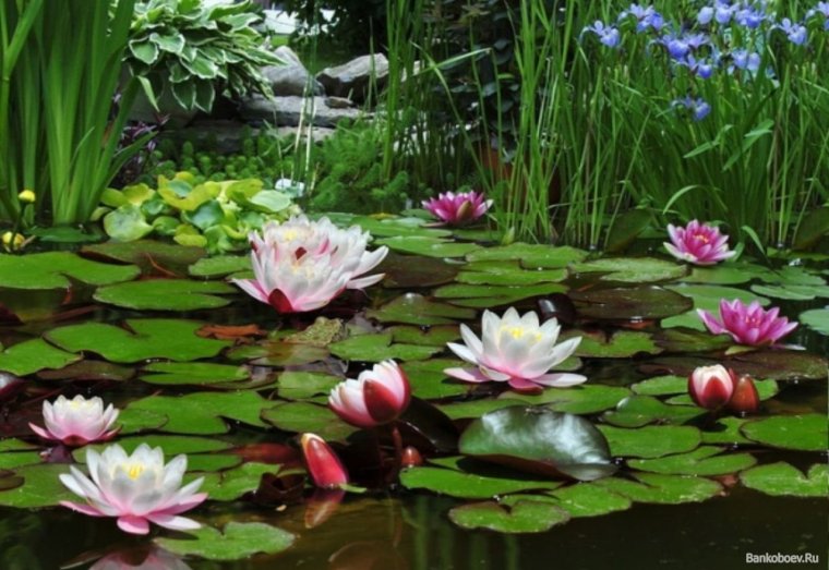 Болото с кувшинками