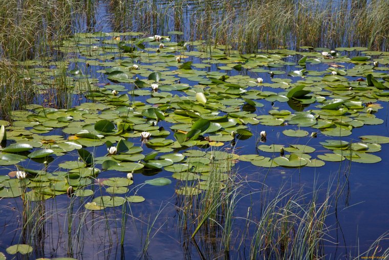 Ряска и Тина
