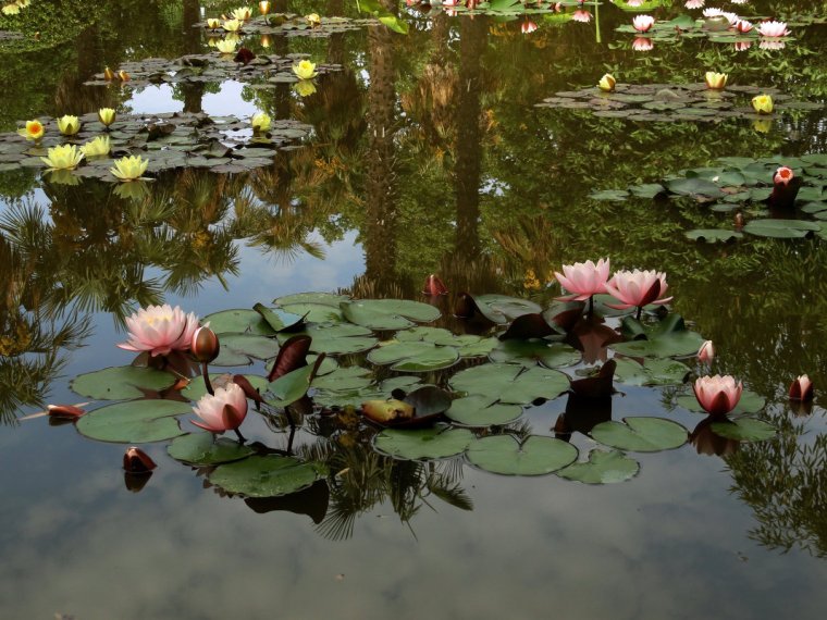 Нимфея Озерная