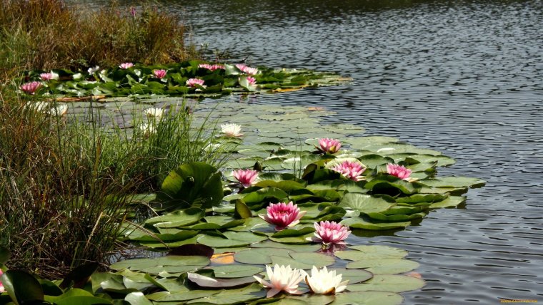 Заводь с кувшинками