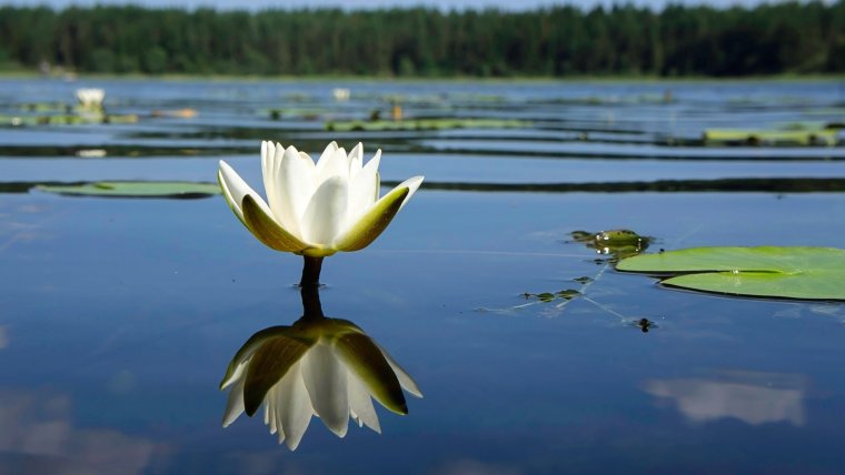 Кувшинка Озерная