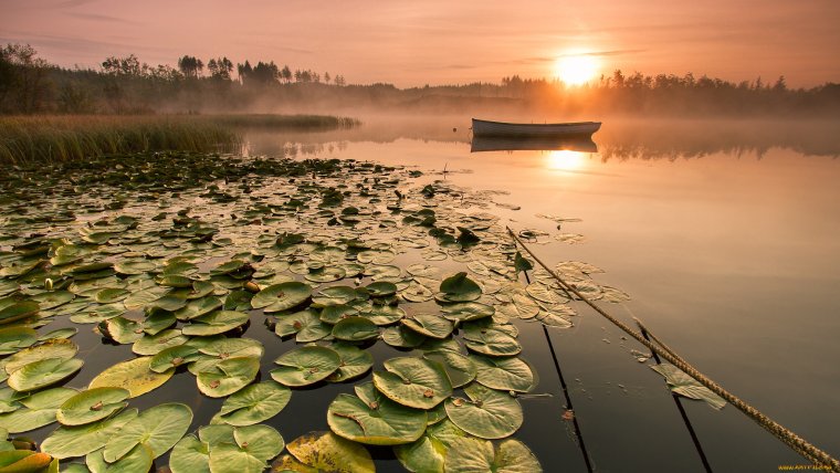 Пруд с кувшинками