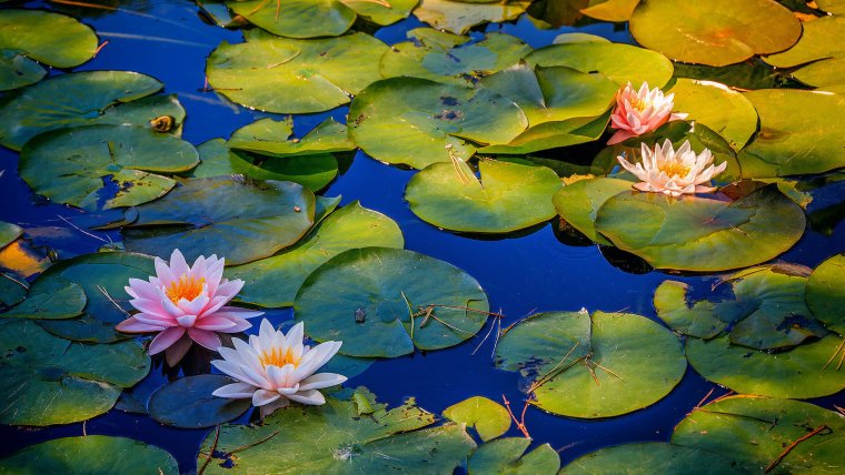 Нимфея растение