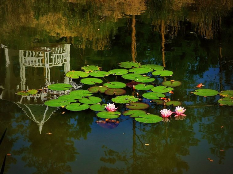 Прудик Аптекарский кувшинки