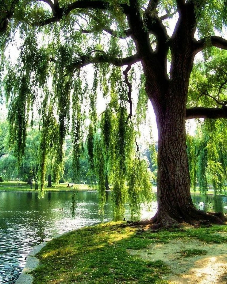 Самурский лес Ива