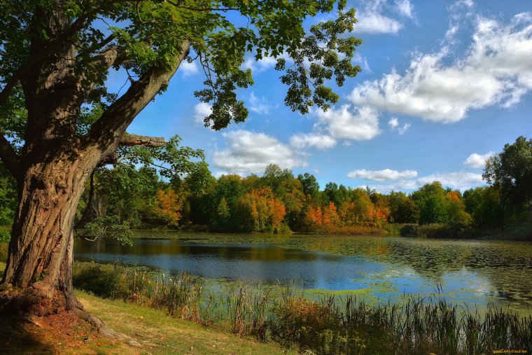 Дубовая роща и река