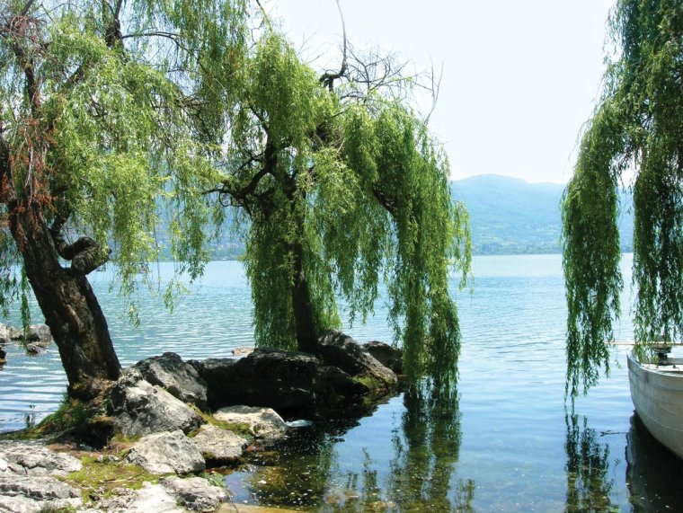 Плакучая Ива у реки