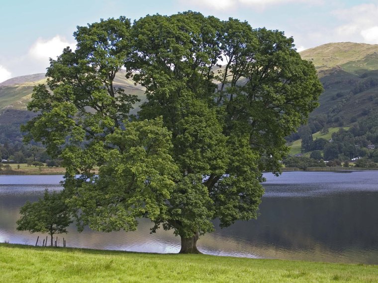 Дерево на берегу реки