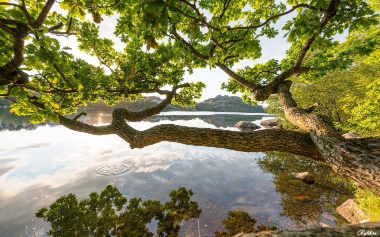 Дерево у реки