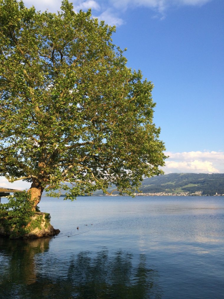 Дерево над озером