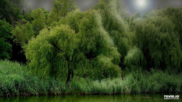 Ива у пруда