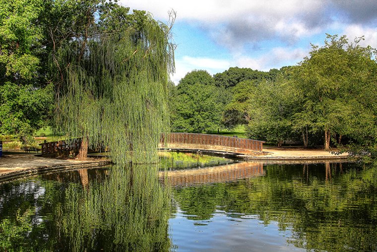 Плакучая Ива