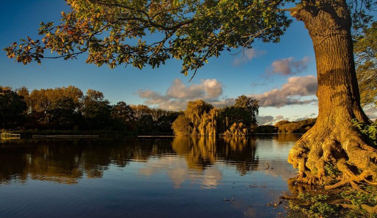Дерево у реки