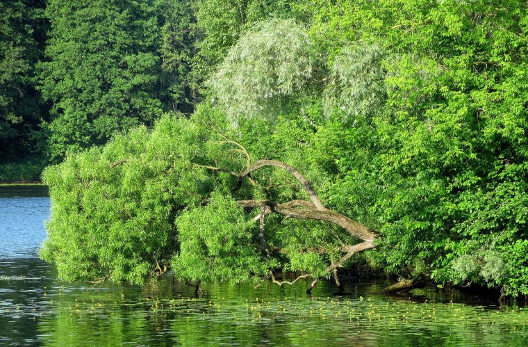 Царицыно ивы Булата у реки