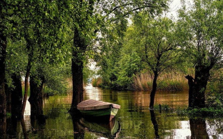 Дерево над рекой