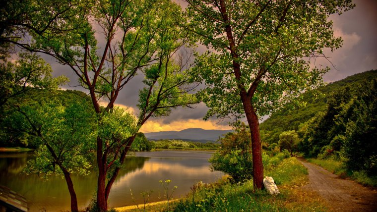 Дерево над рекой