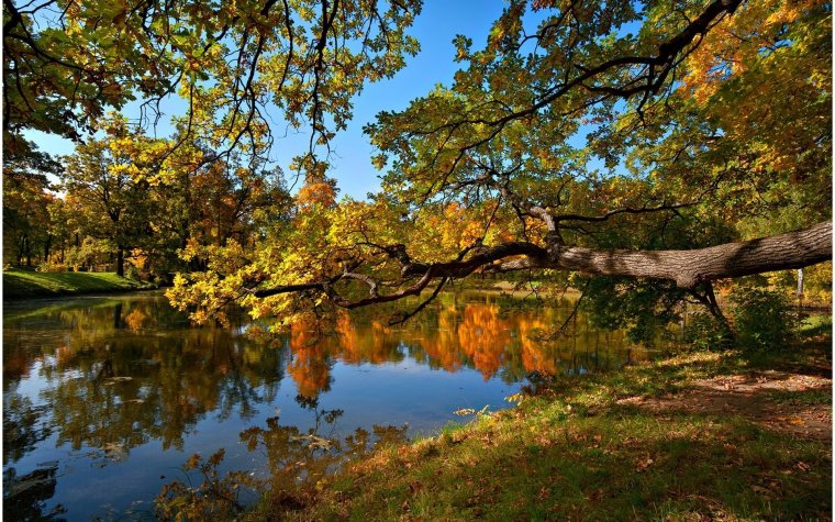 Золотая осень клен лес озеро