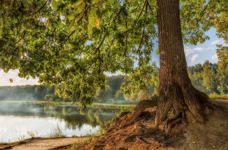 Липы, липы… У реки