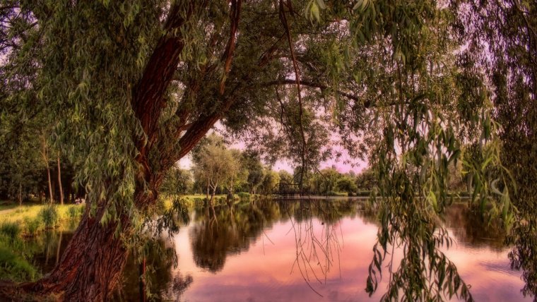 Ива вечером у реки