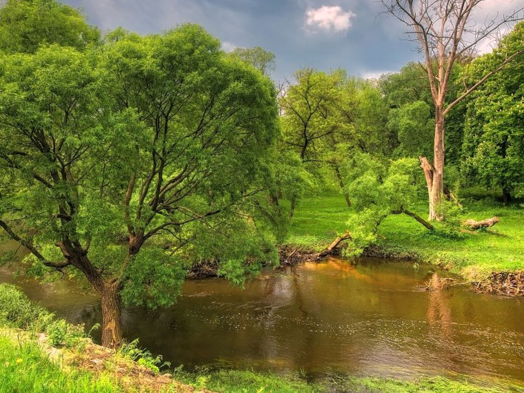 Красивые деревья речка