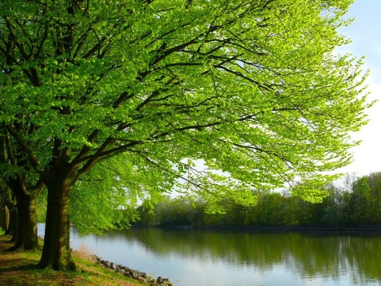 Большое дерево у реки