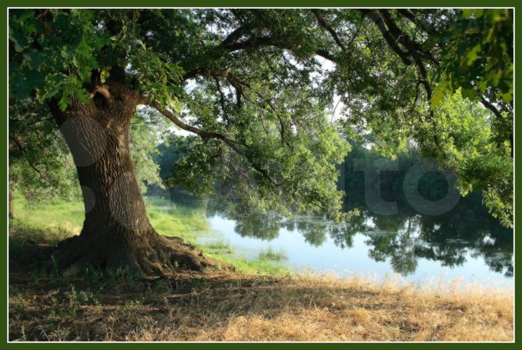 Дубовая роща на берегу реки