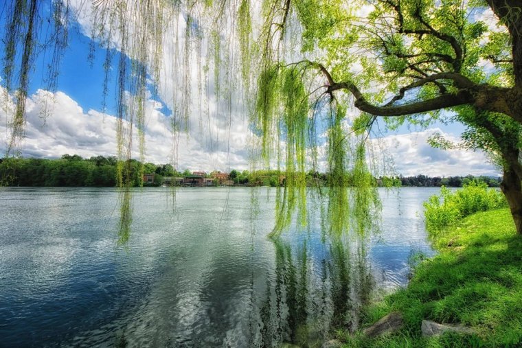 Красивые деревья у реки