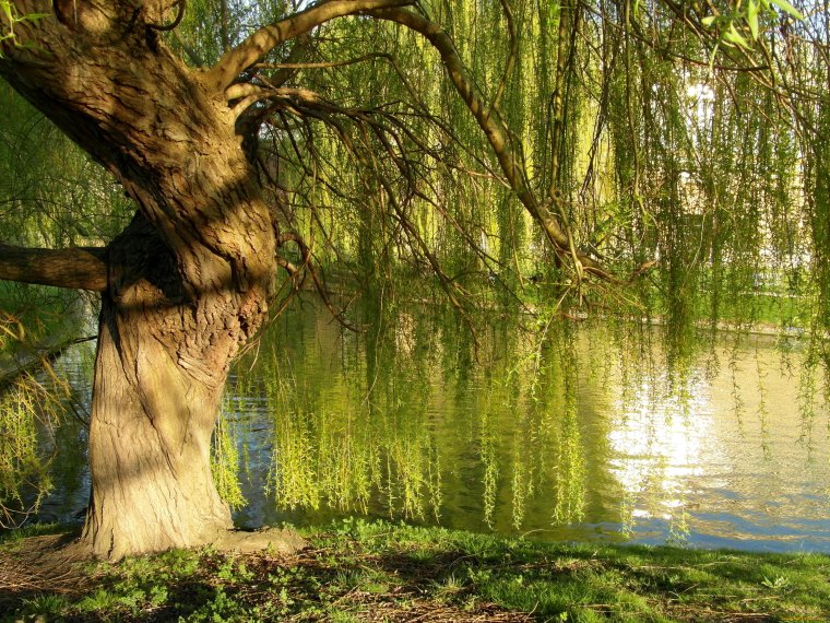 Ива, ветла колодец