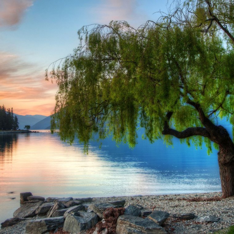 Дерево на берегу реки