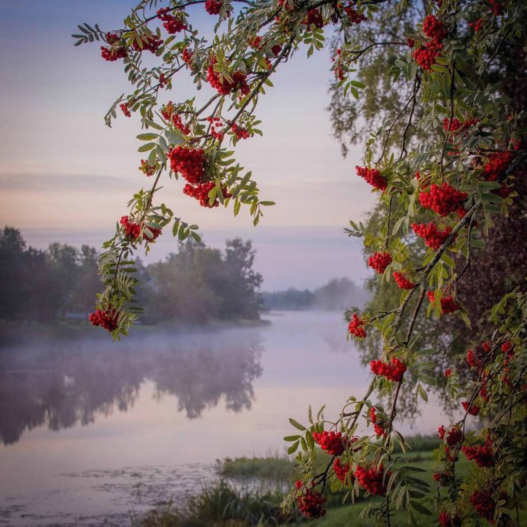 Пейзаж с рябиной