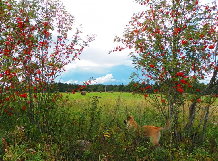 Рябина красная куст
