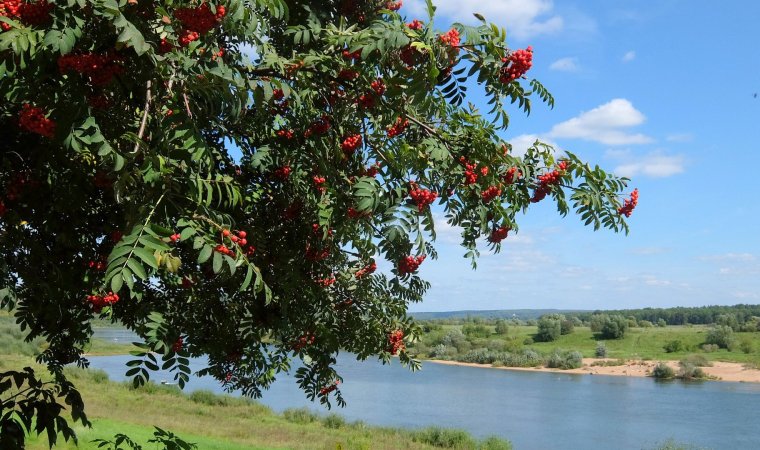 Рябинушка раскудрявая